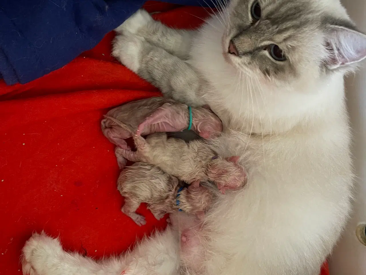 Billede 3 - Ragdoll killinger, vaccinerede + sundhedsbog