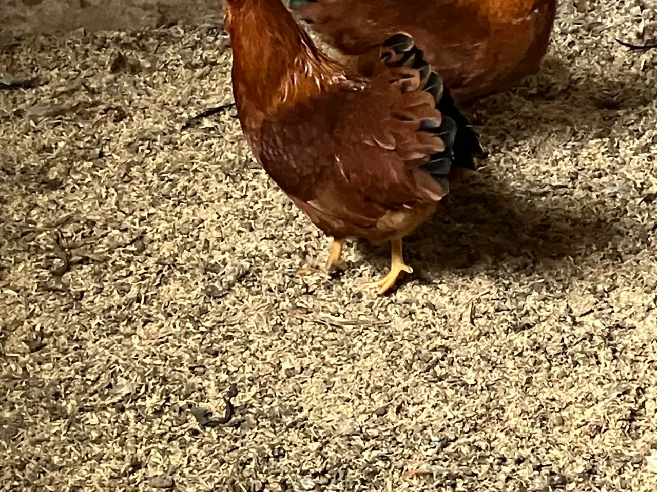 Billede 1 - New Hampshire