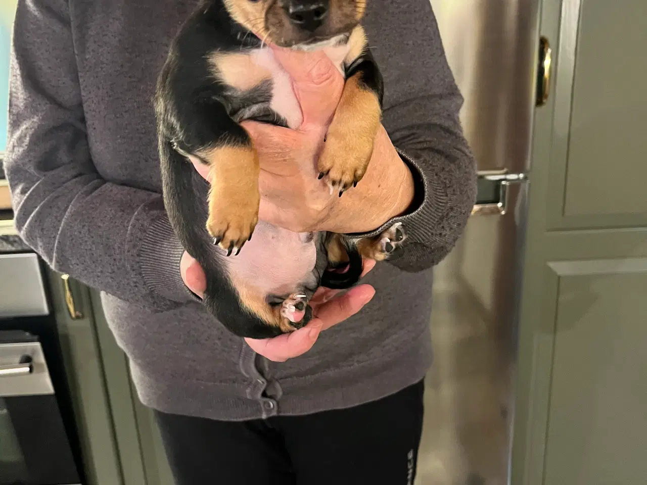 Billede 14 - 3 skønne hanhvalpe søger nyt, kærligt hjem. 