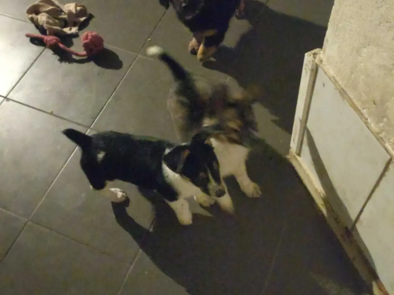 Billede 2 - Jack Russell blanding