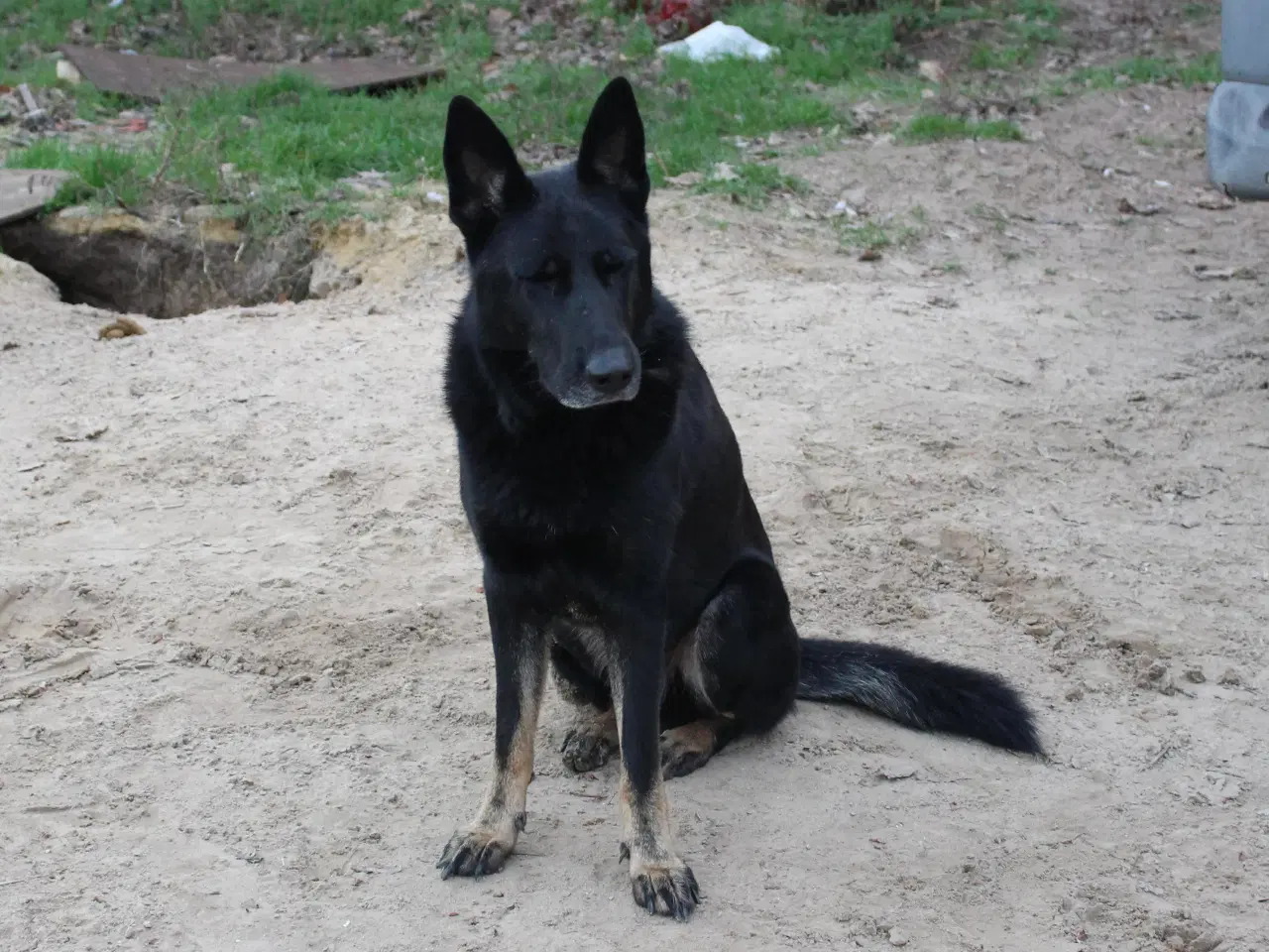 Billede 4 - Smukke Dio søger familie💙