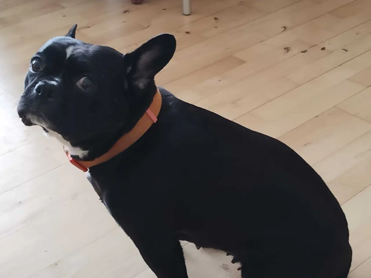 Billede 2 - Fransk Bulldog / Mops