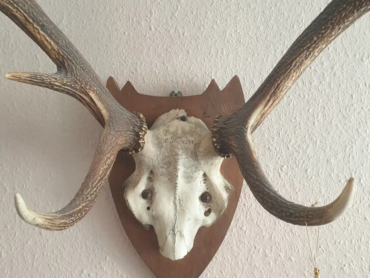 Billede 3 - Jagttrofæ. Kronhjort gevir