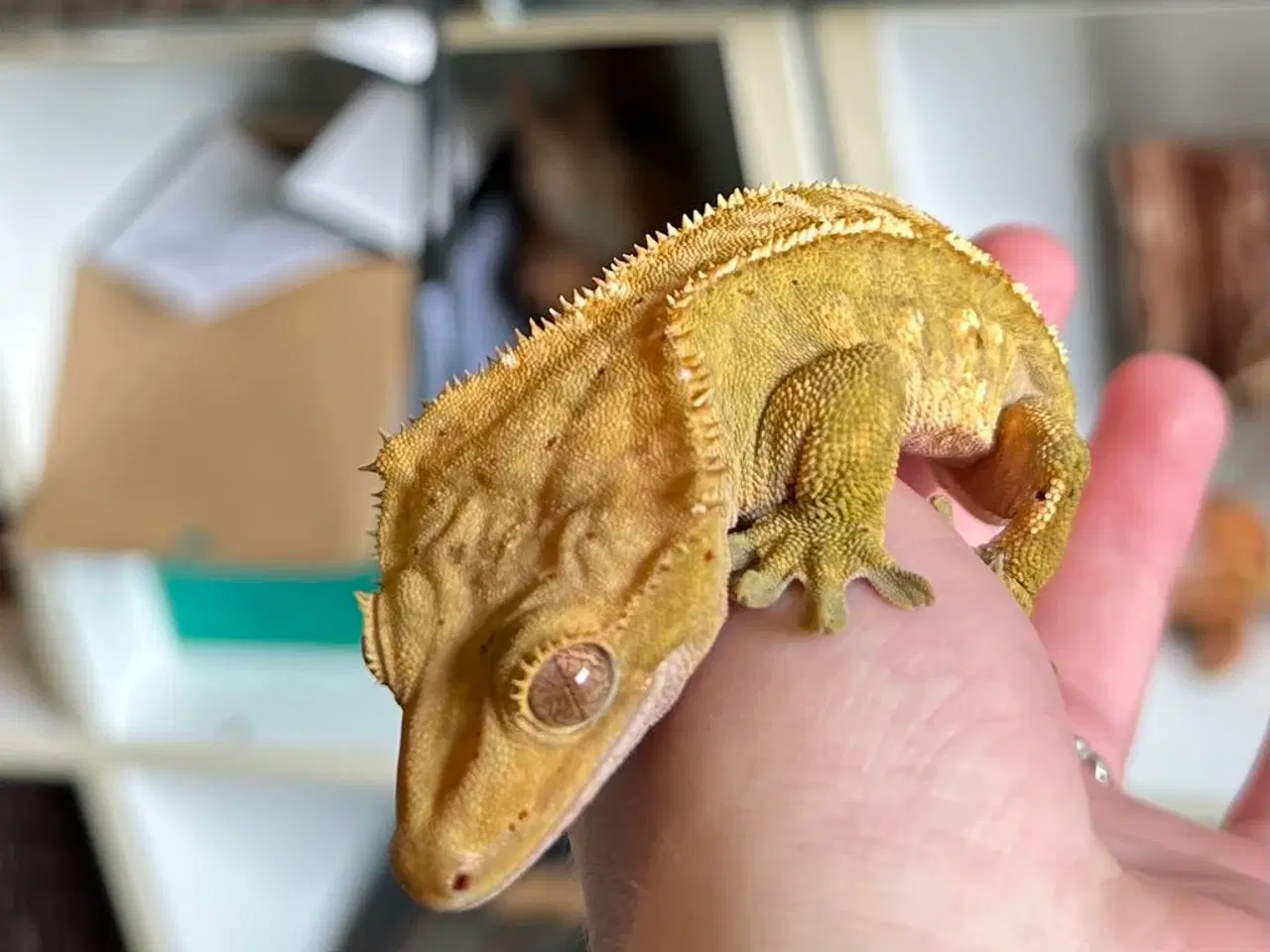 Billede 4 - Kronegekko incl terrarie