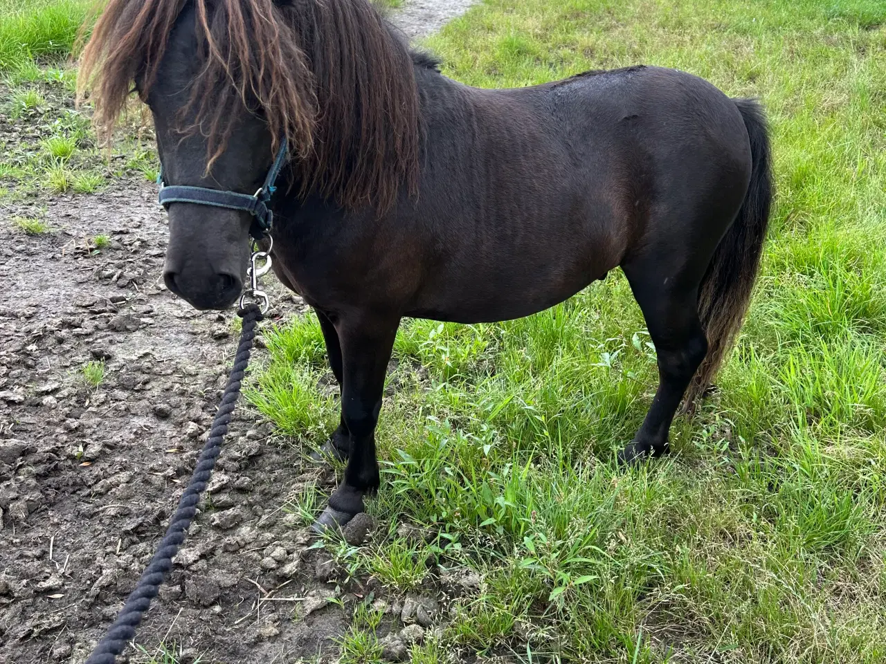 Billede 1 - Sort shetlænder hingst