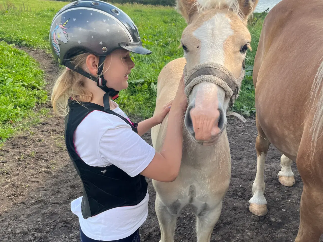 Billede 3 - Haflinger hingst 