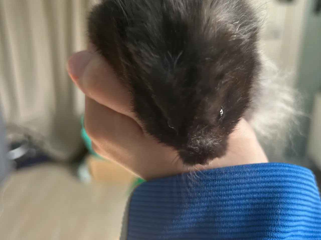 Billede 3 - Guldhamster + bur