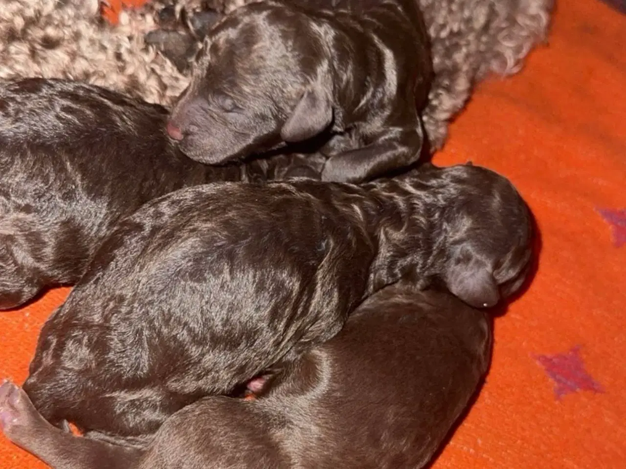 Billede 3 - Poodle hvalpe