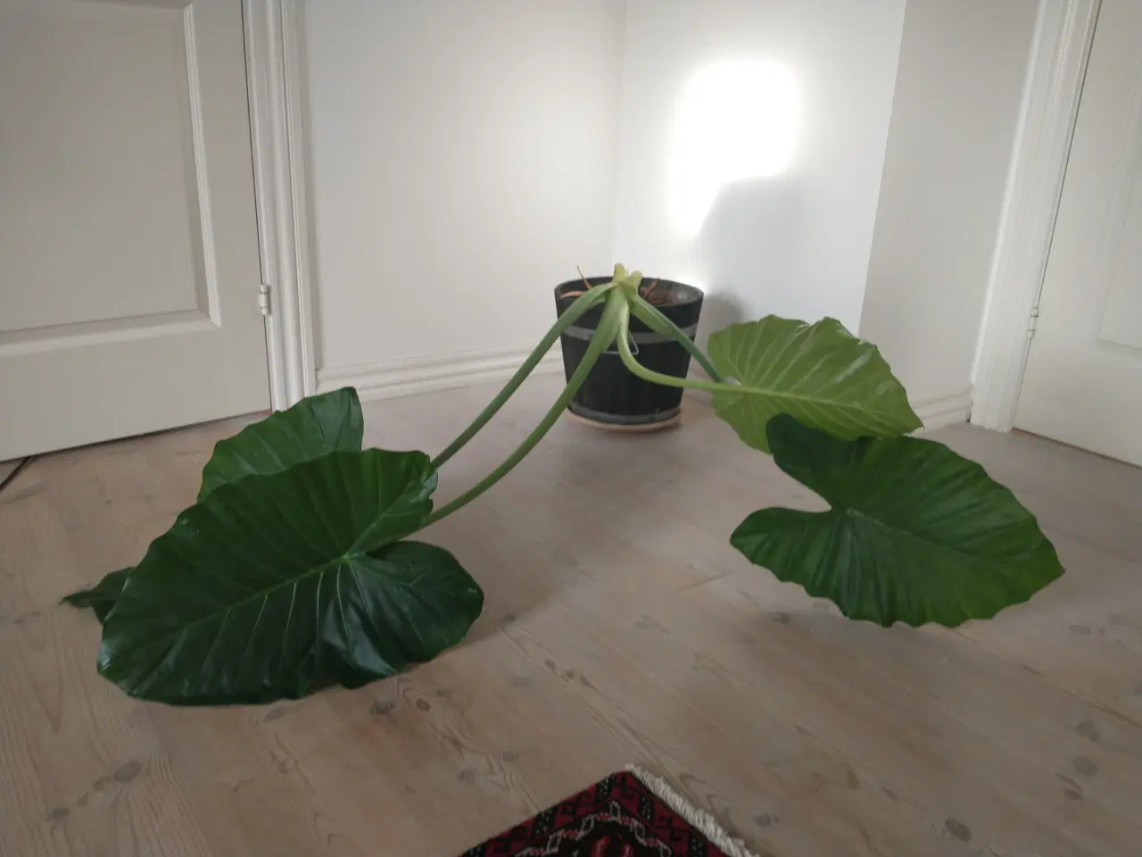 Billede 1 - Kæmpe plante gives bort