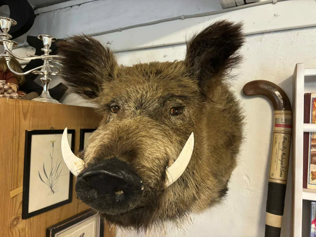 Billede 1 - Udstoppet vildsvin