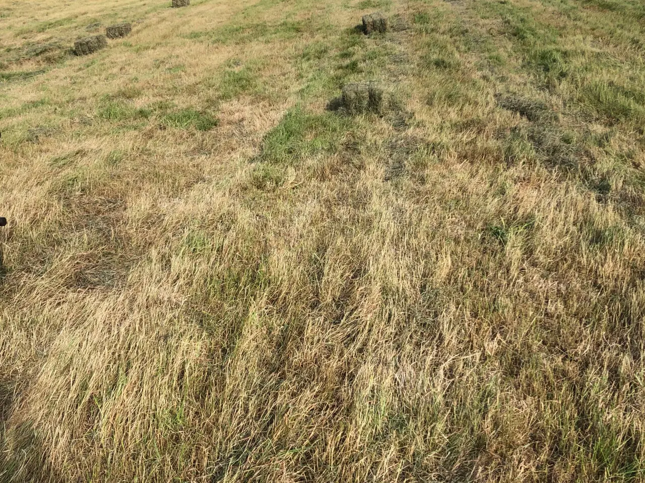 Billede 2 - Eng hø Morten Korch 