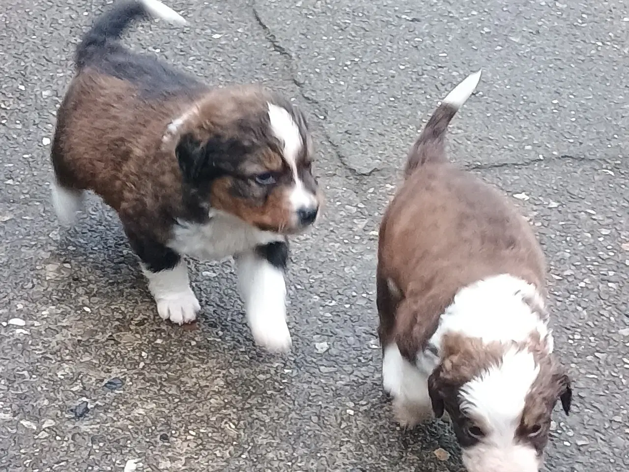 Billede 9 - Cocker Spaniel 