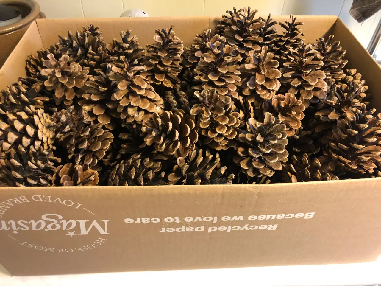 Billede 4 - Fine tørre kogler