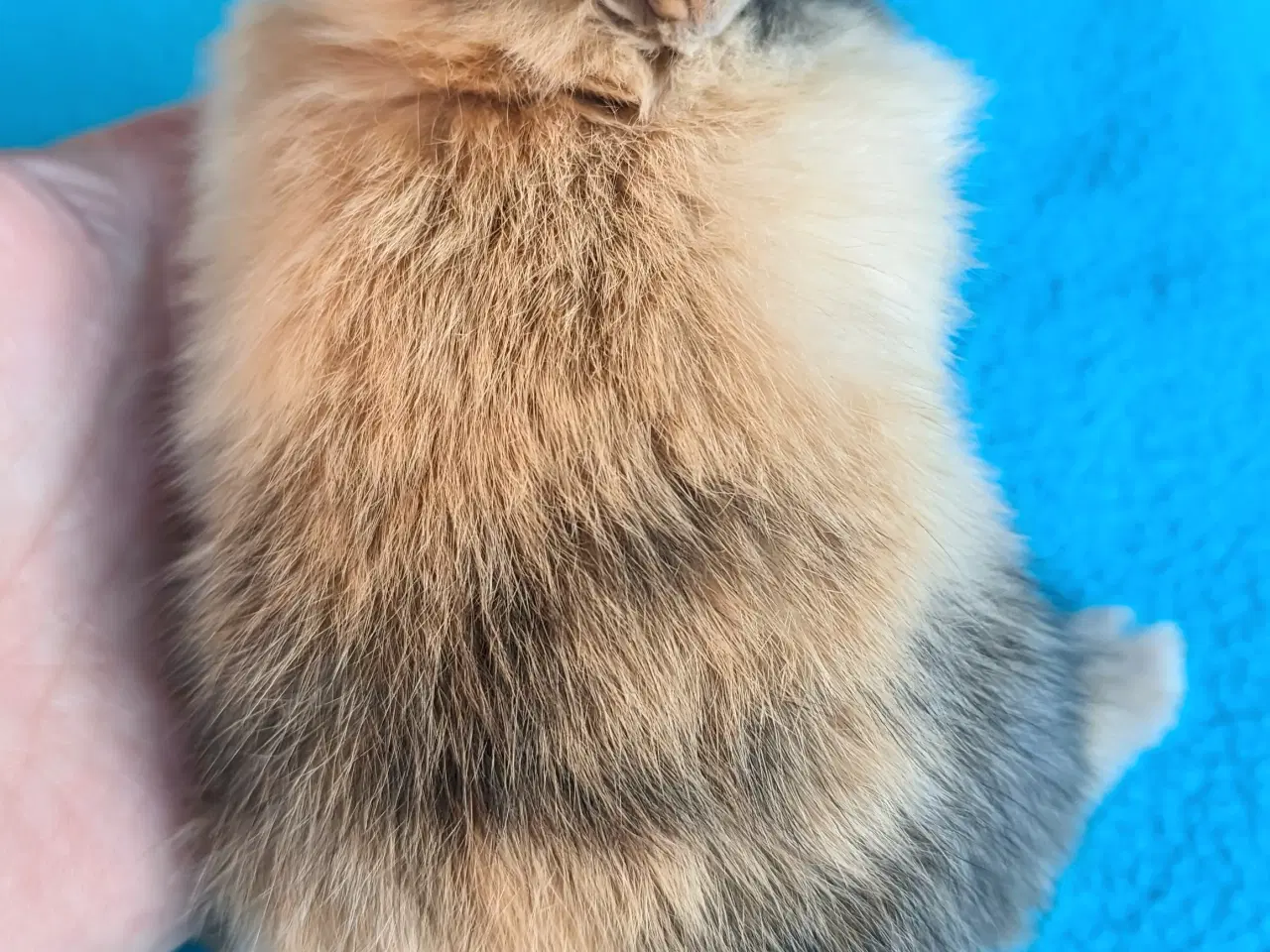 Billede 6 - Hermelin kaninunge sælges 