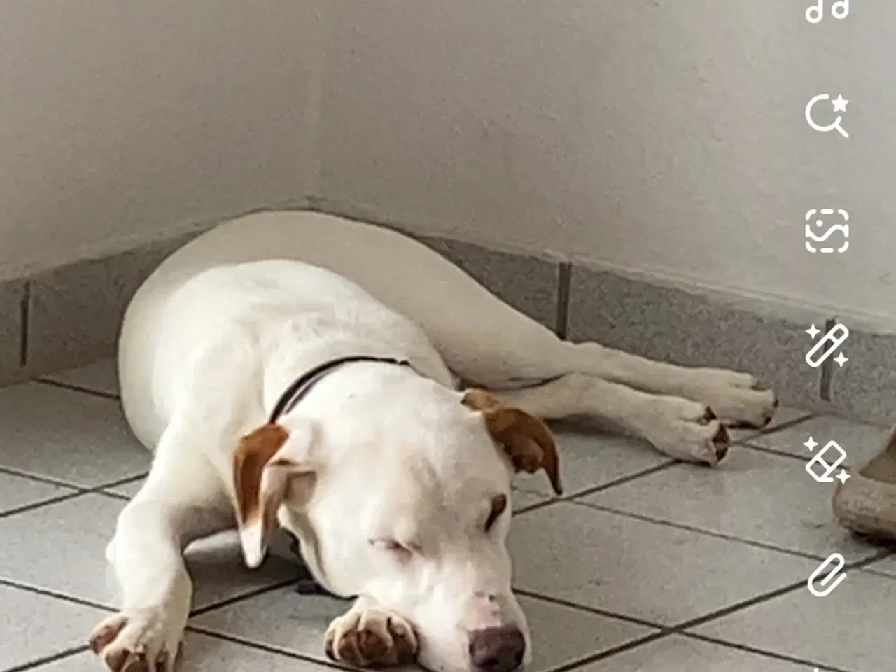 Billede 2 - Dansk Svensk gårdhund