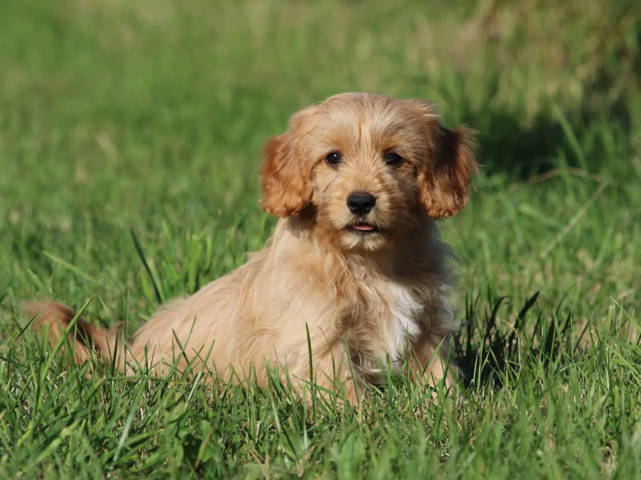 Billede 8 - Cavalier King Charles Spaniel