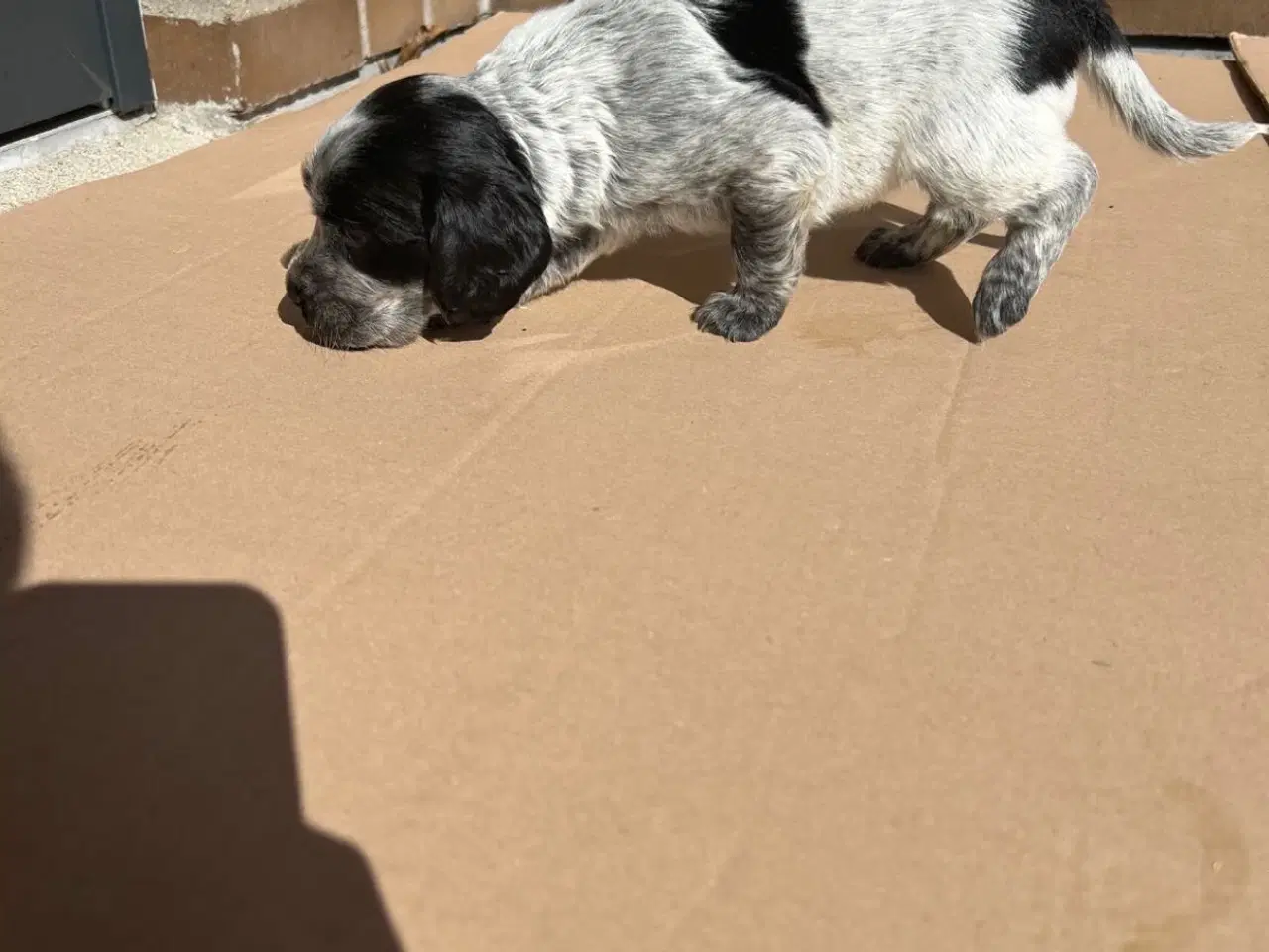 Billede 3 - Cockerspaniel hvalp til salg