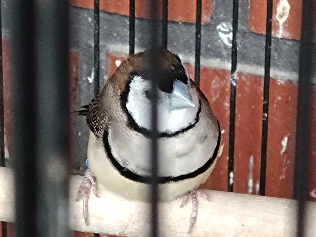 Billede 1 - Ringastrild (søger) hunner