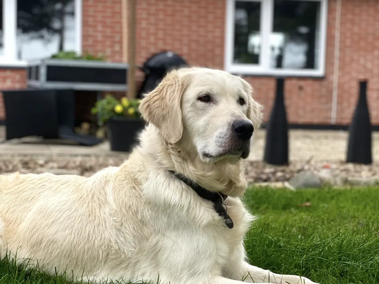 Billede 5 - Golden retriever hvalpe 