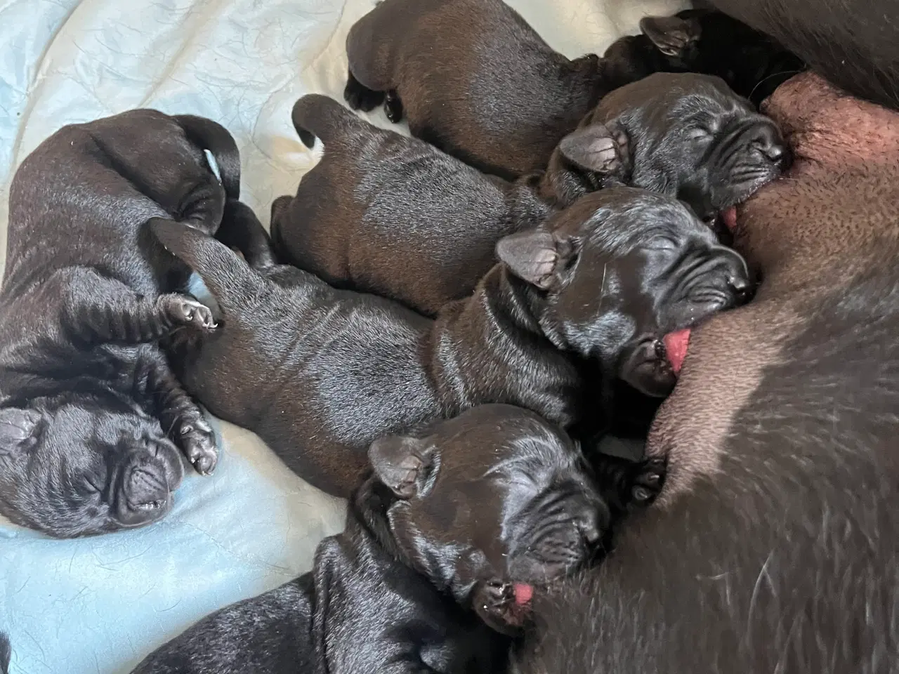 Billede 3 - Labradorhvalpe af ‘gammeldags’ type