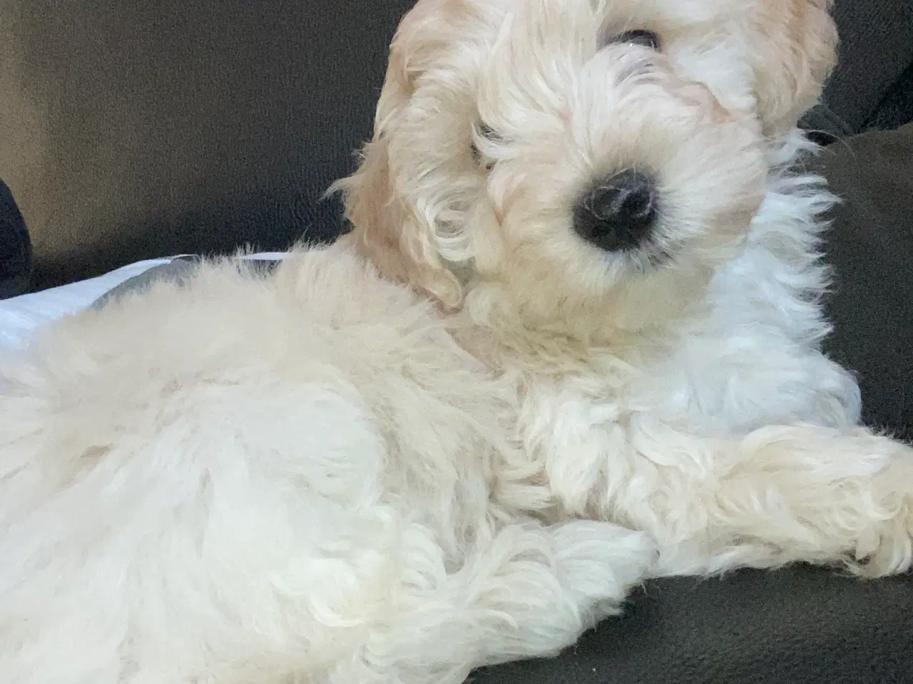 Billede 2 - Maltipoo hvalp 