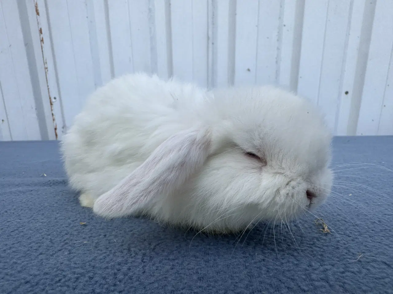 Billede 6 - Dværgvædder/Mini lop hankanin