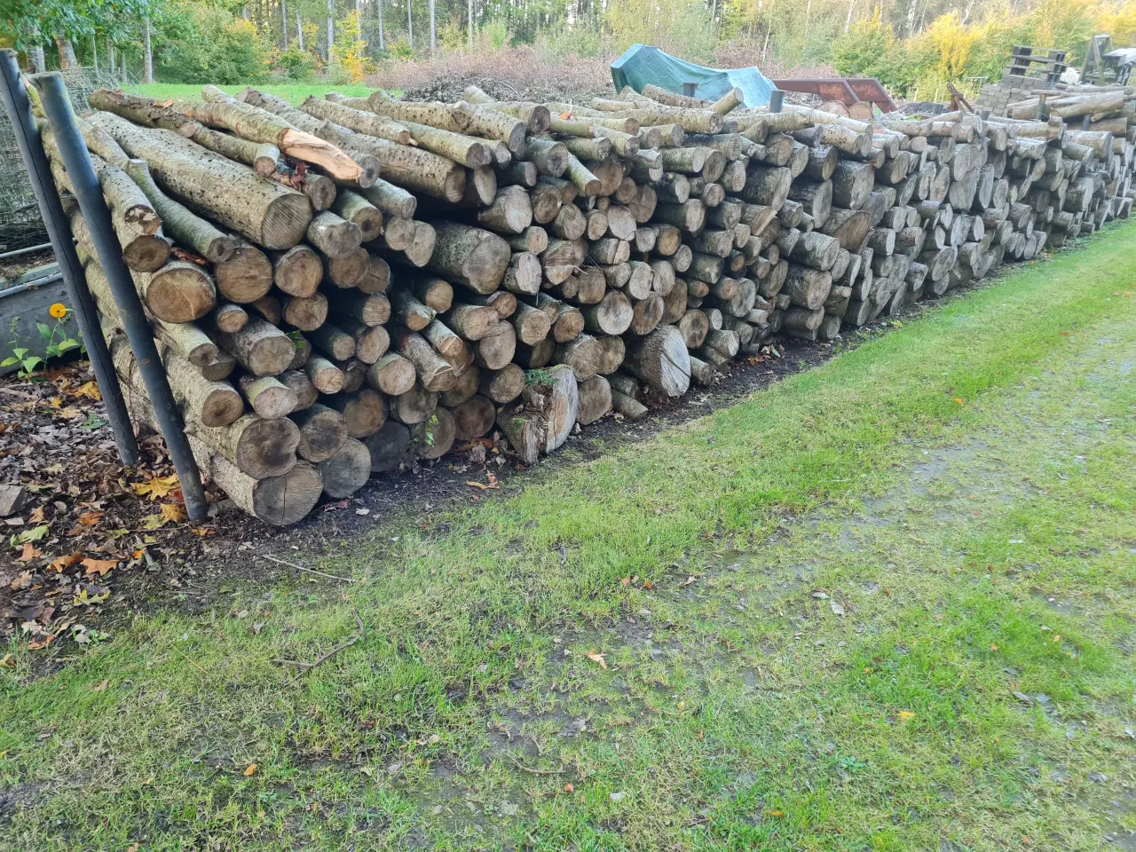 Billede 3 - Løvtræ, Ahorn i meterstykker