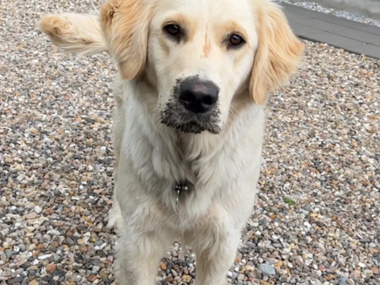 Billede 14 - Golden Retriever hvalpe