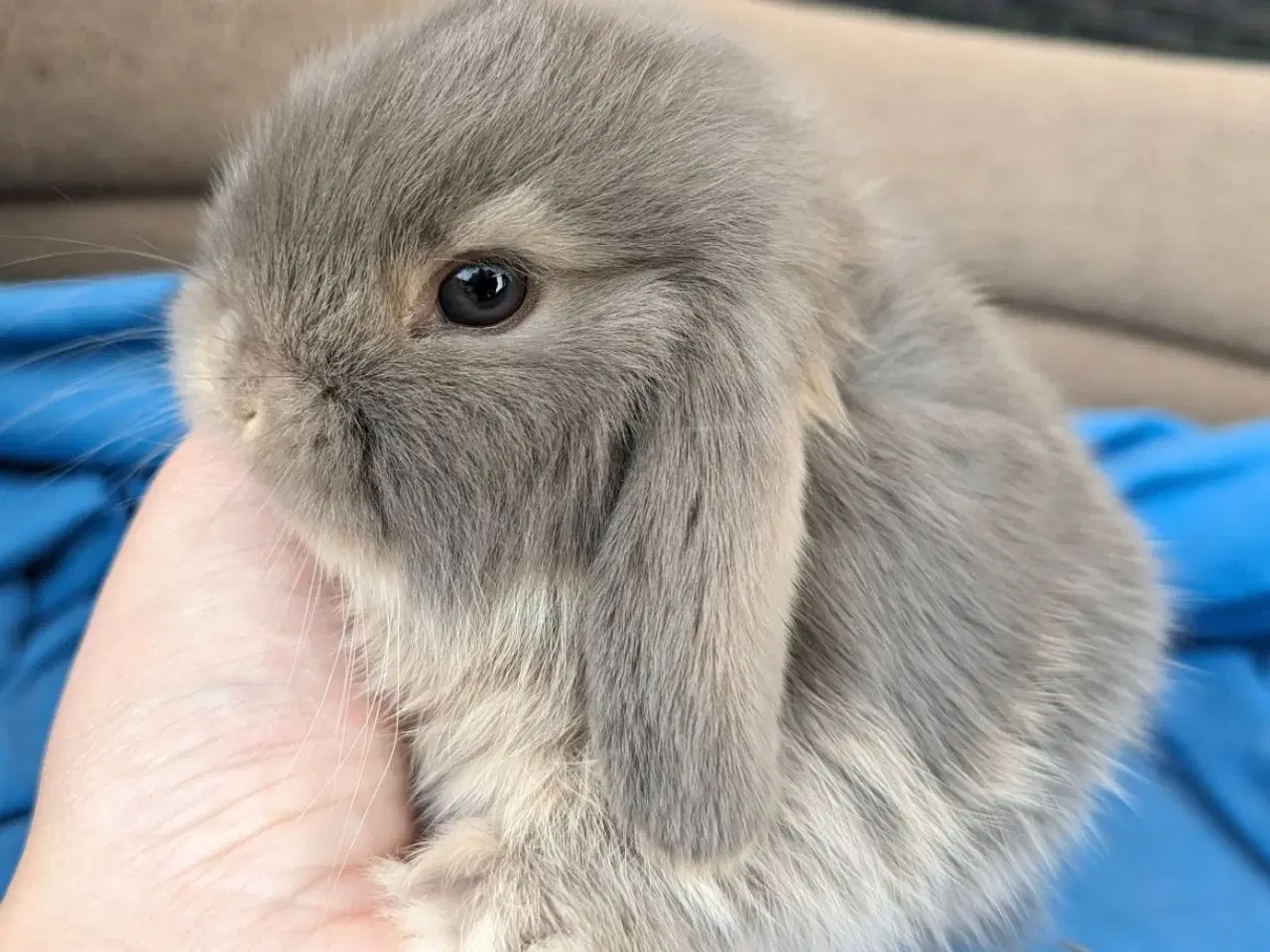 Billede 6 - Minilop kaninunge sælges 