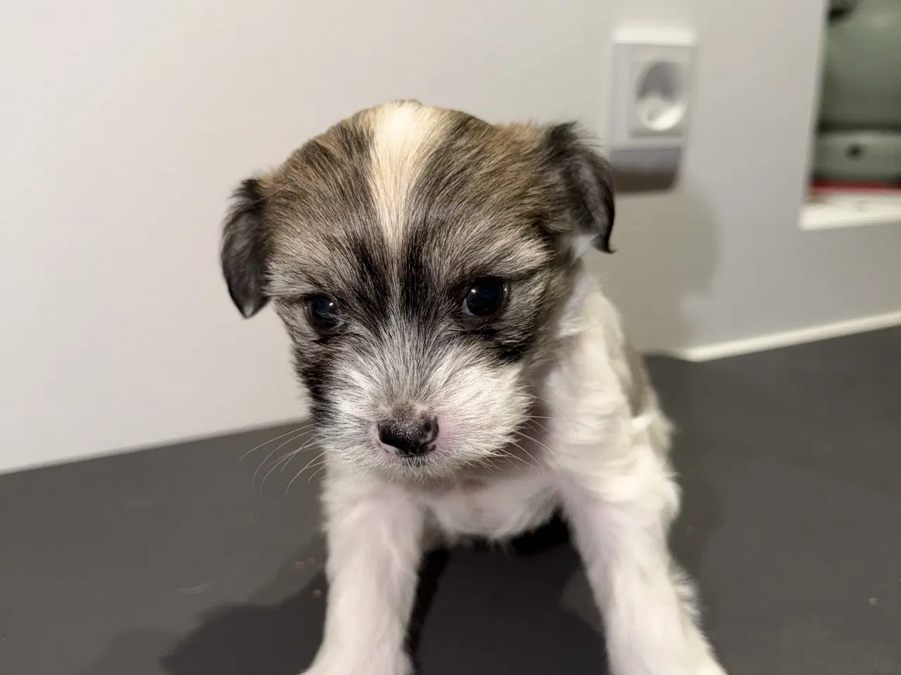 Billede 10 - Chinese crested/Kinesisk hårløs, allergivenlige