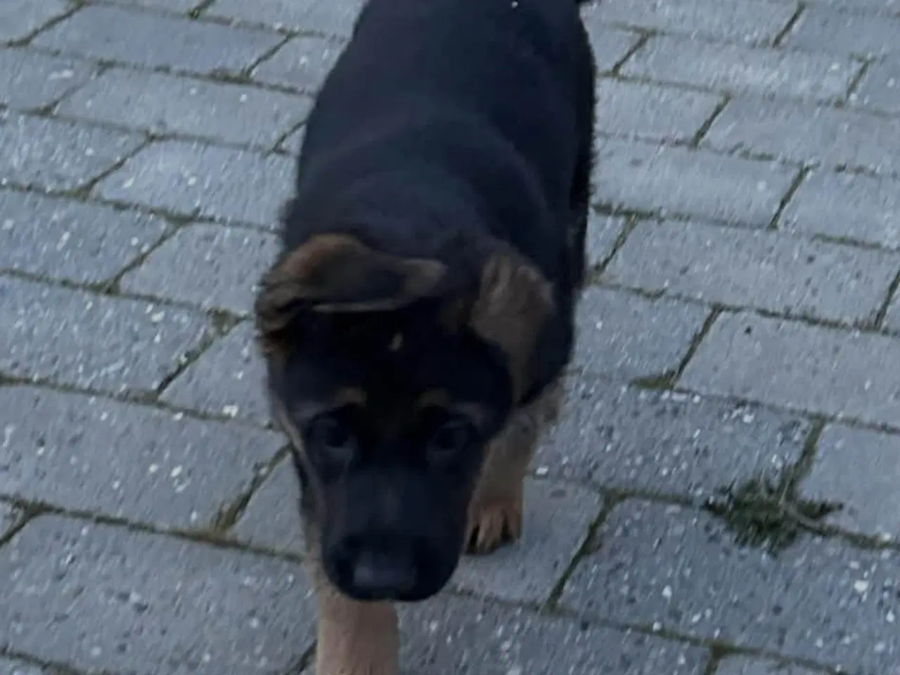 Billede 4 - Charmerende schæfertævehvalp