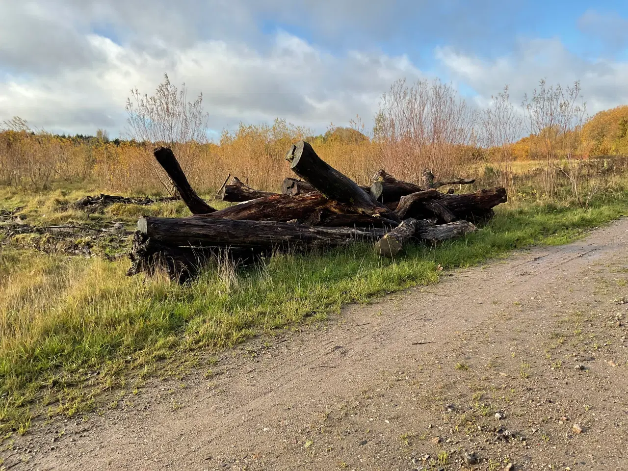 Billede 1 - Brænde til egen forbearbejdning
