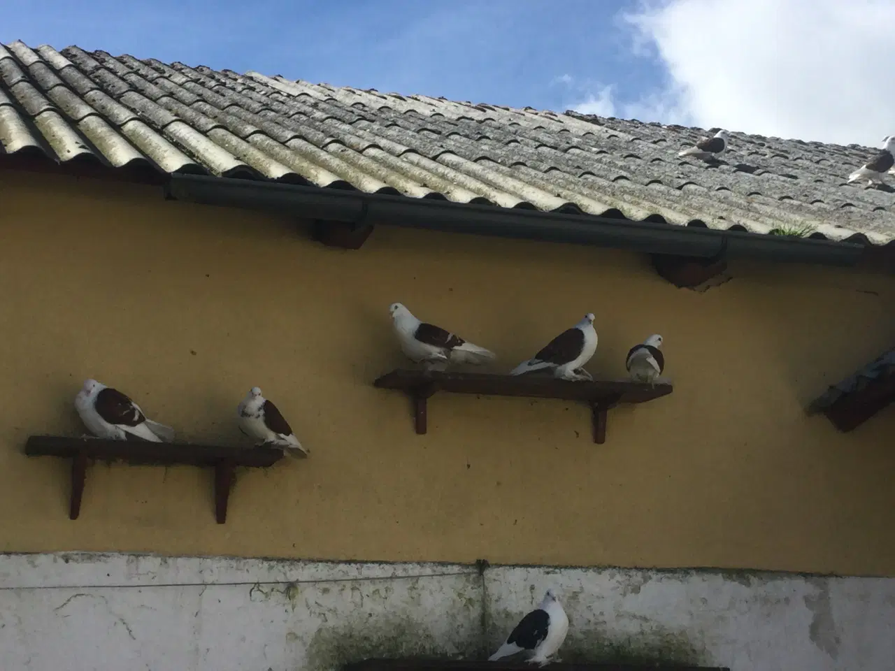 Billede 4 - Sachsiske Skjoldduer