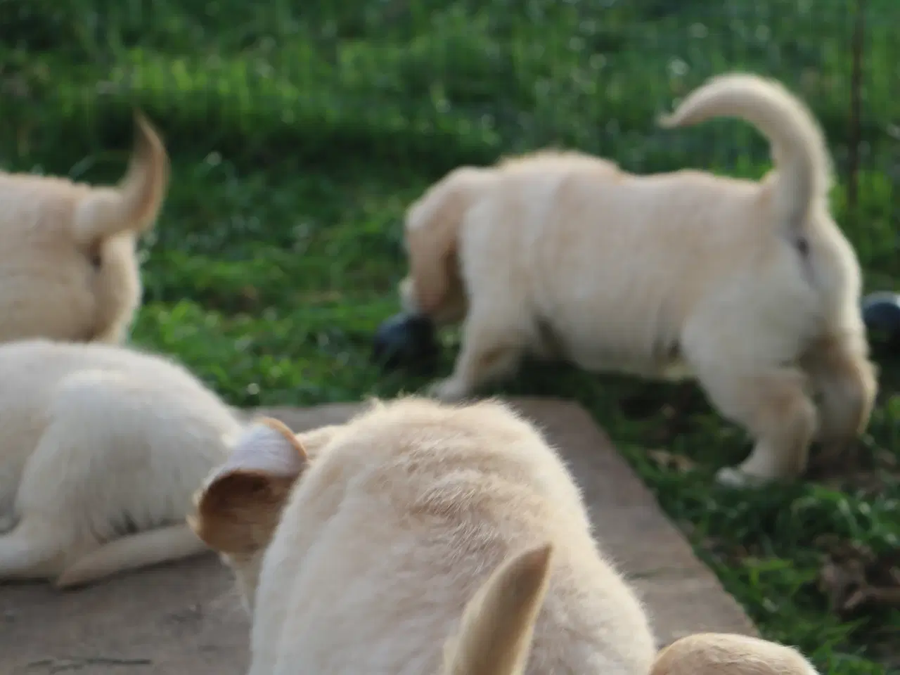 Billede 15 - Verdens smukkeste Golden Retriever er nu til salg!