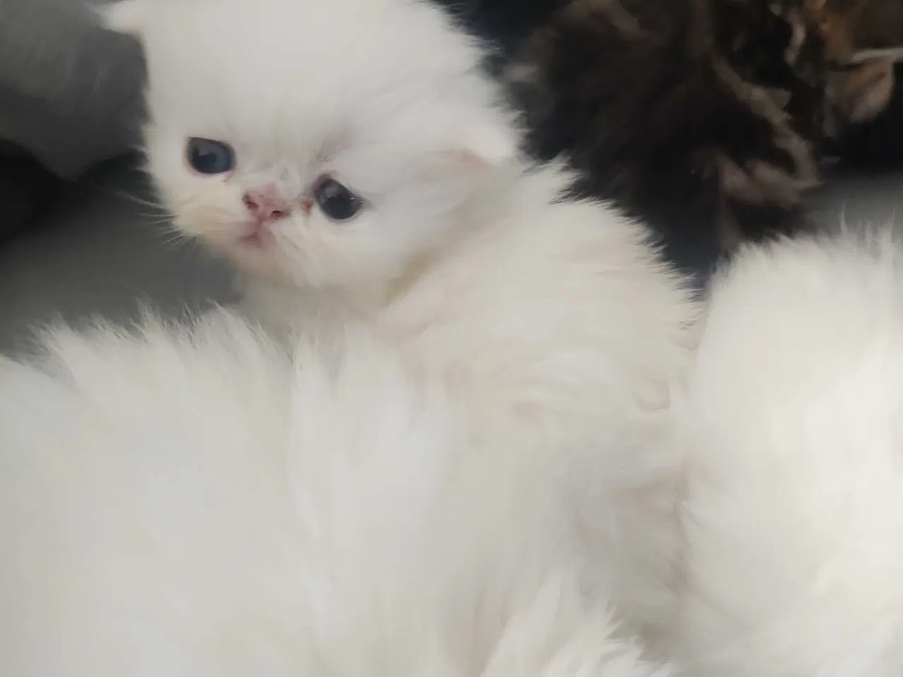 Billede 8 - Perser killinger 