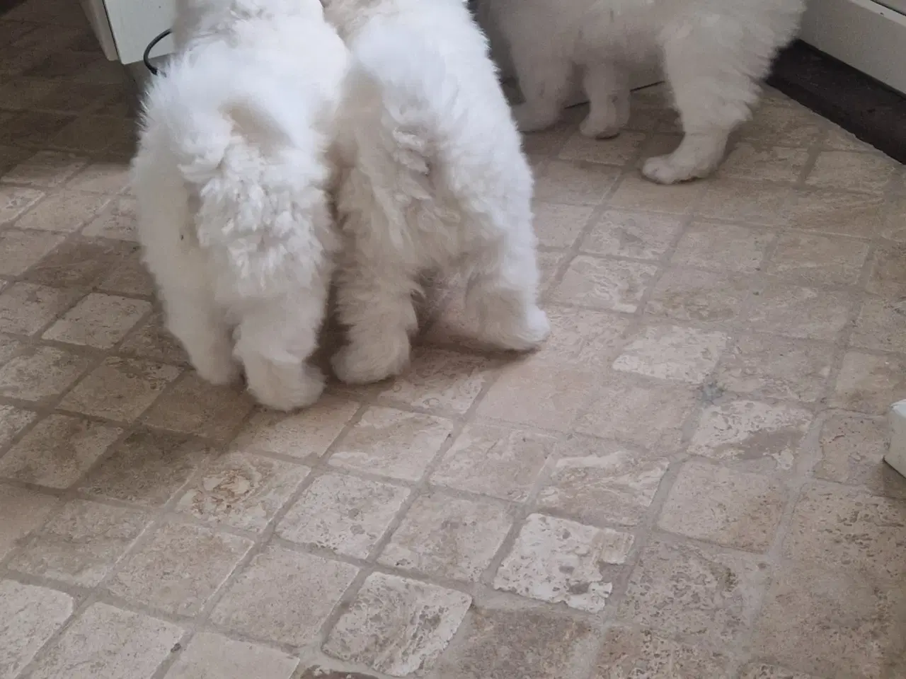 Billede 5 - Samojede, hvalp, hanhund, 8 uger