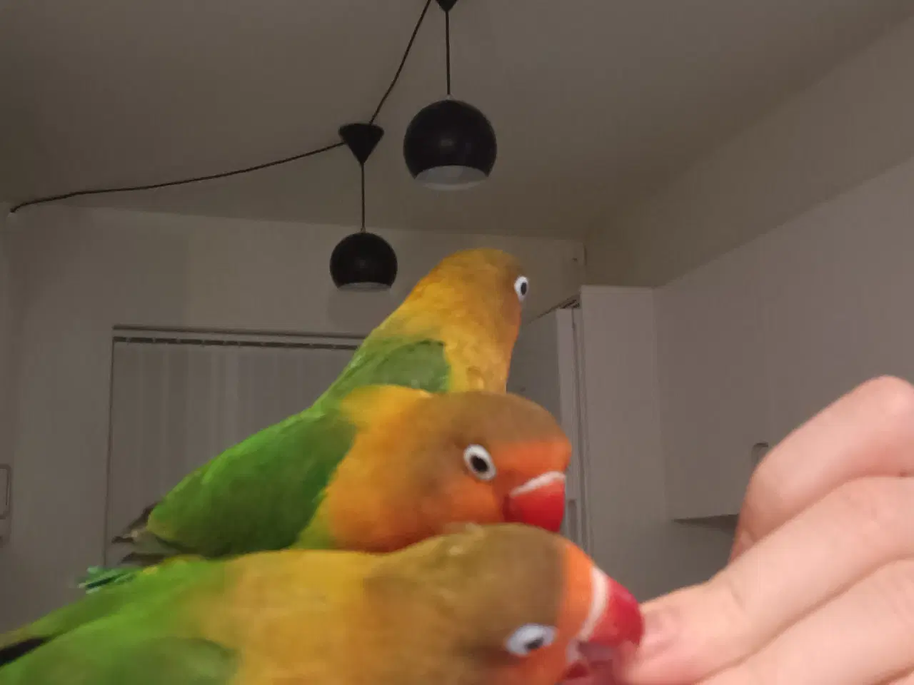 Billede 10 - 4 mdr. gamle dværgpapegøjerunger sælges 500 kr/stk