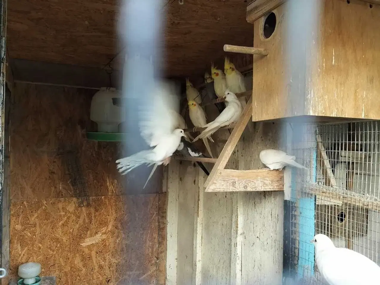 Billede 2 - Tre nymfeparakit 