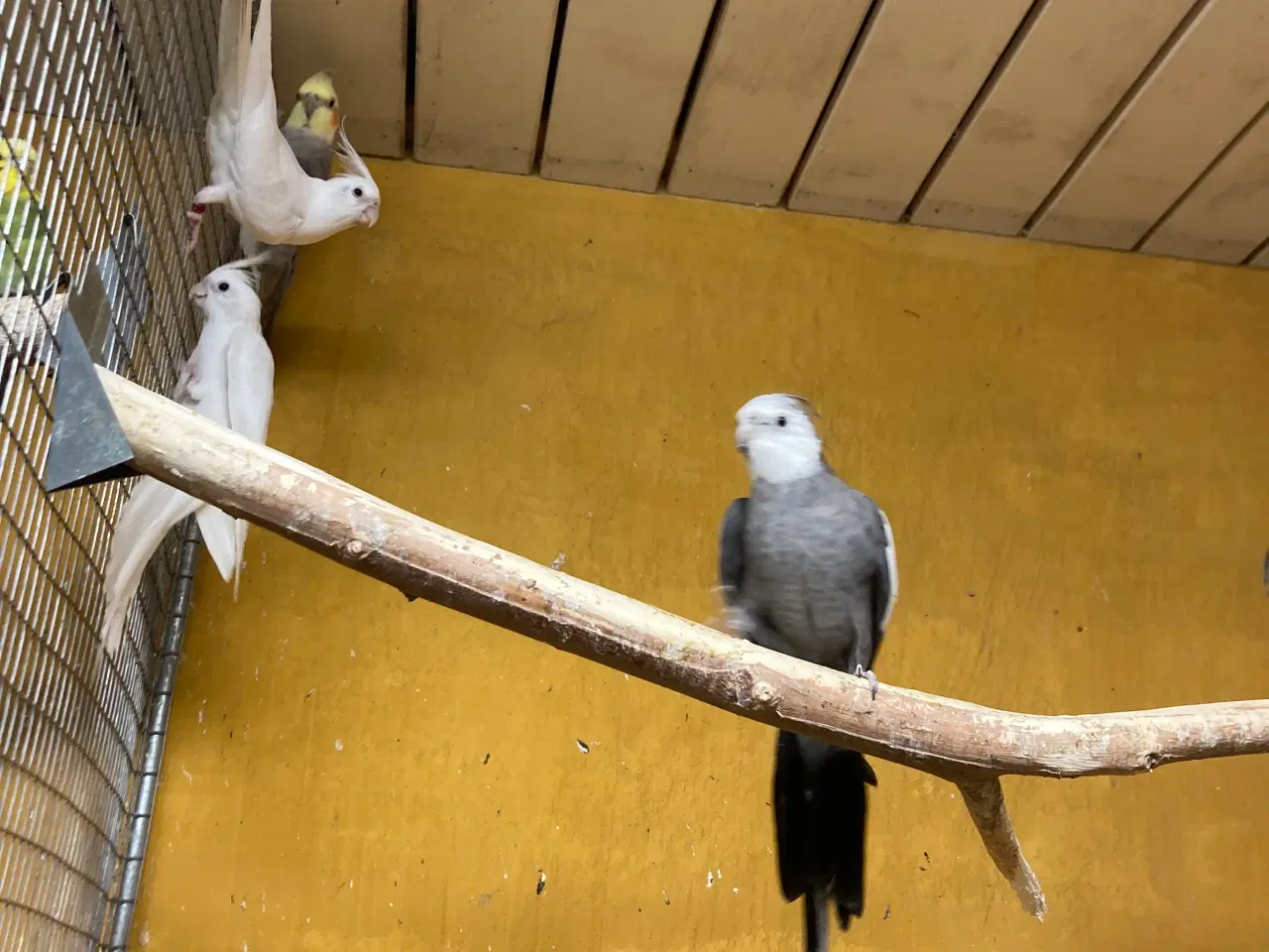 Billede 2 - Hvide nymferparekitter par