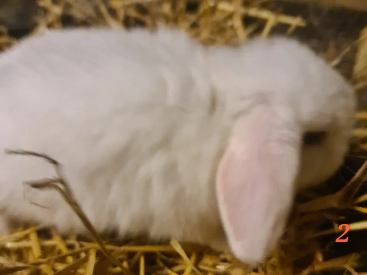 Billede 8 - Kaninunger Mini Lop 