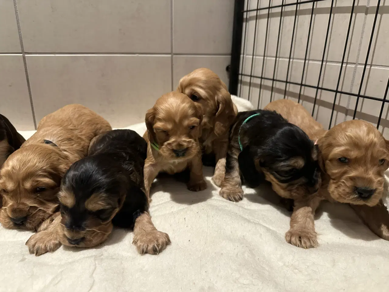 Billede 6 - Cocker spaniel 