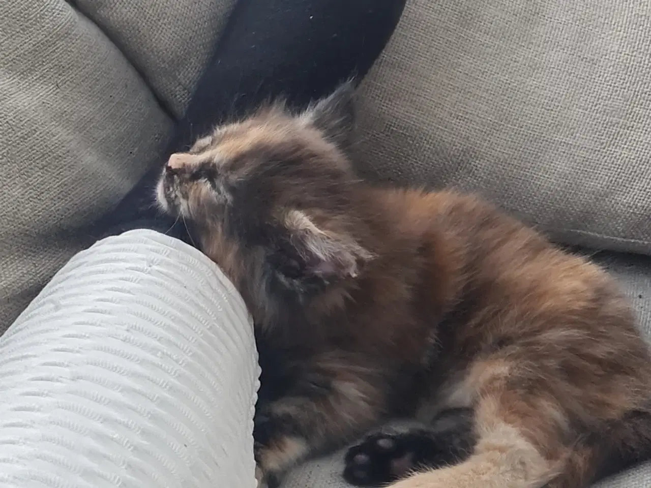 Billede 3 - Sødeste Maine coon killing