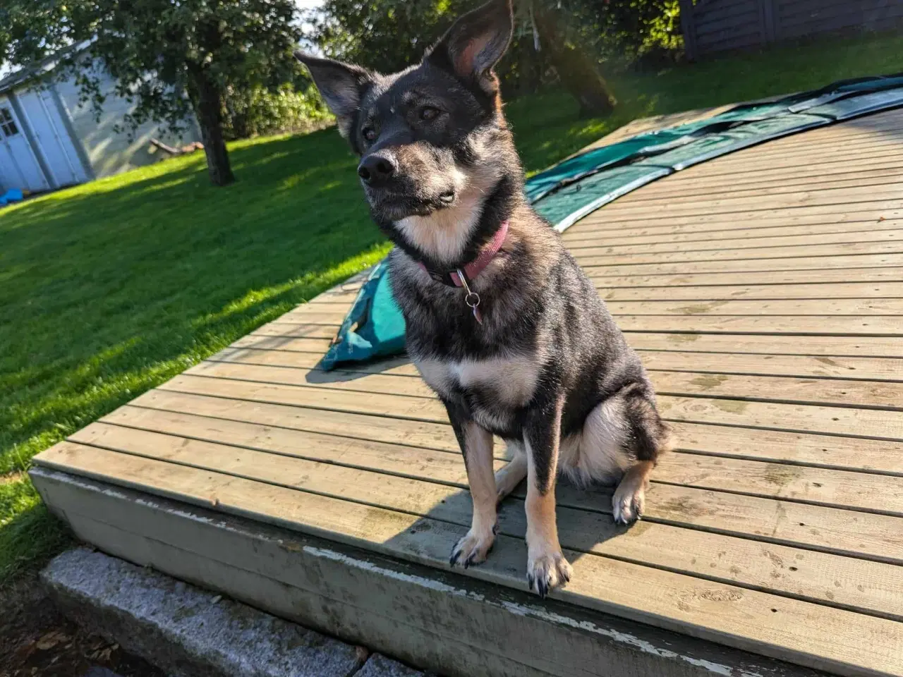 Billede 12 - Smukke, dejlige Tubs søger sit sidste hjem 🏡💞