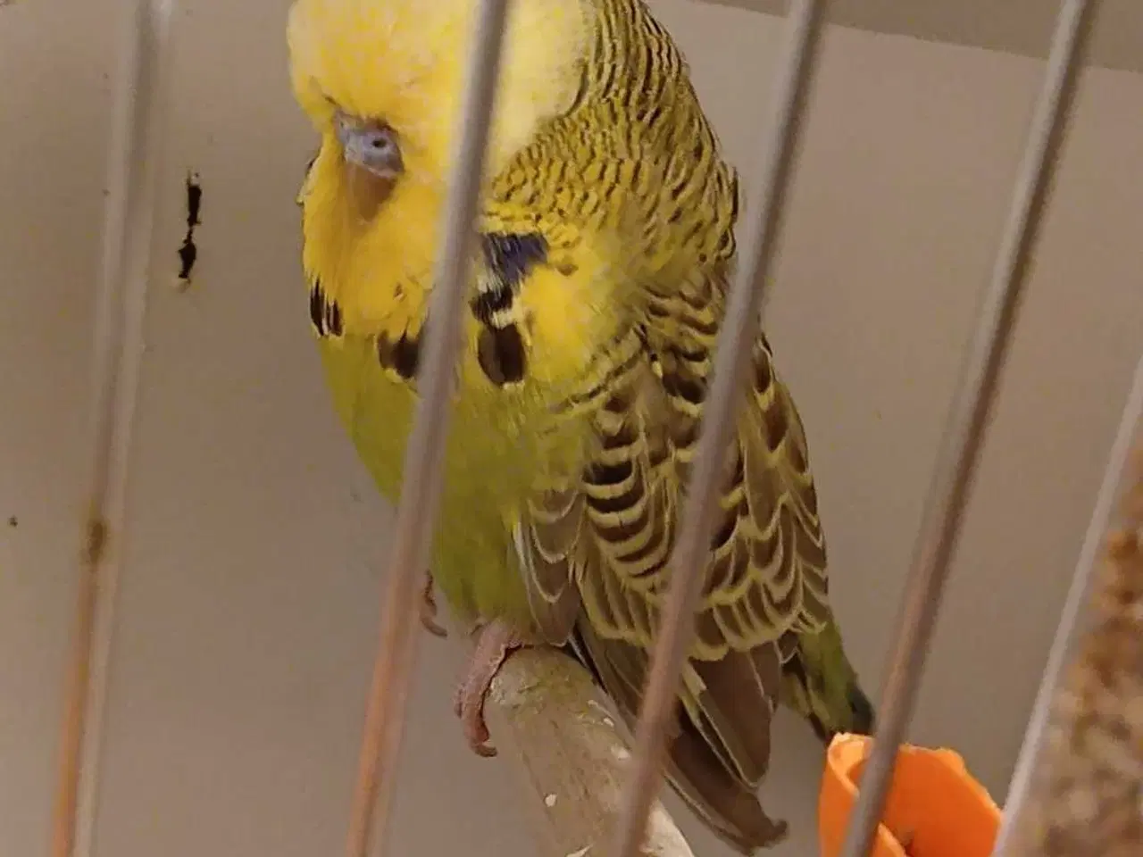 Billede 11 - Engelske undulater hanner