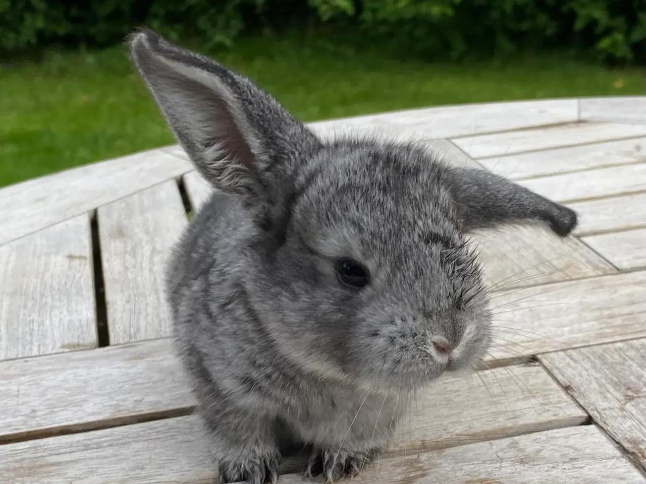Billede 6 - FRANSK VÆDDER HAN CHINCHILLA