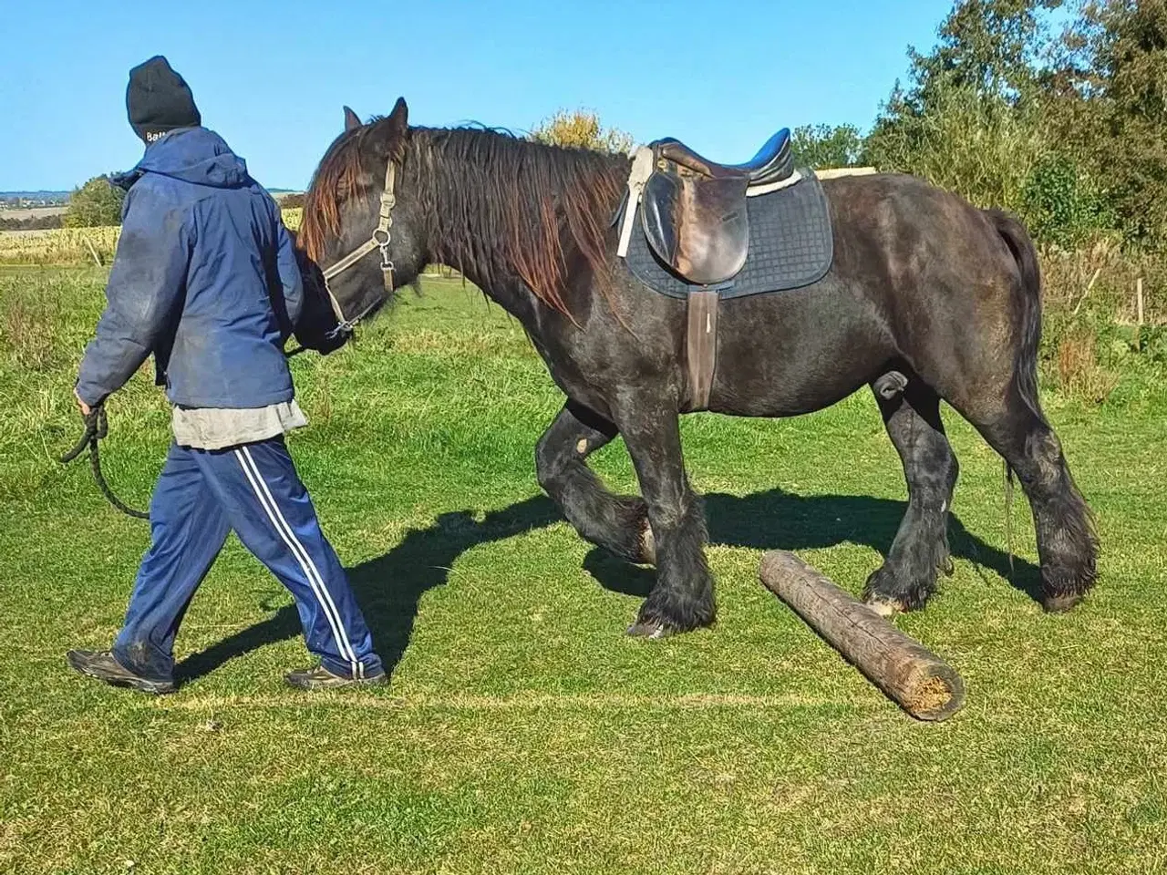 Billede 9 - Jysk hest, 2 års hingst