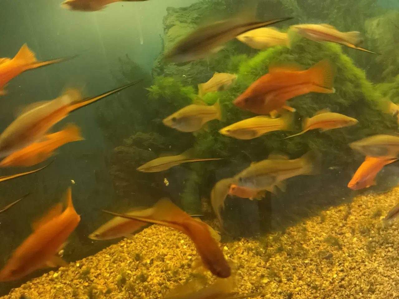 Billede 5 - Stort akvarie 400 liters..