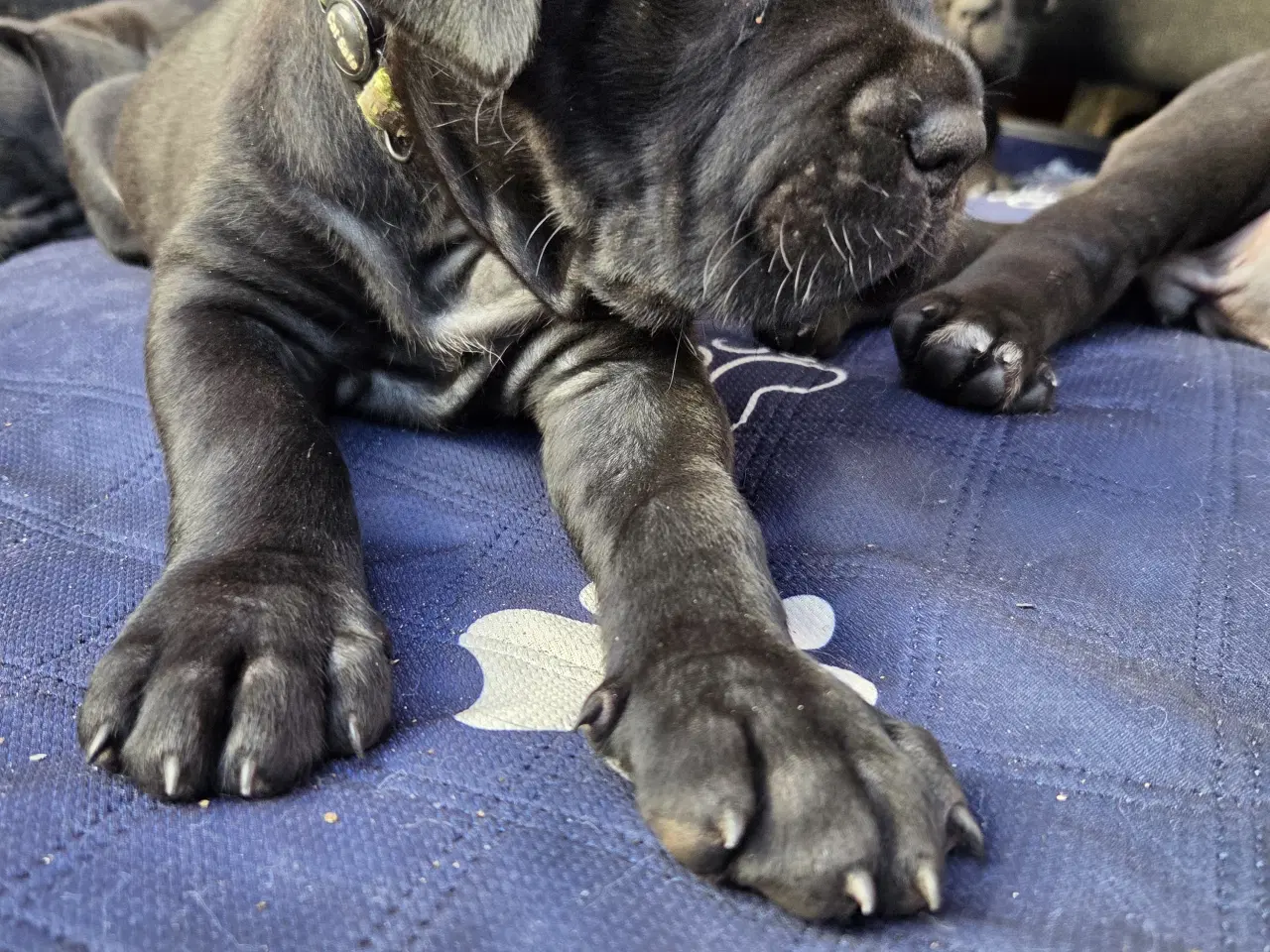 Billede 5 - CaneCorso hvalpe