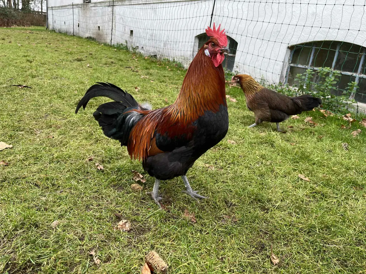 Billede 3 - Danske landhøns