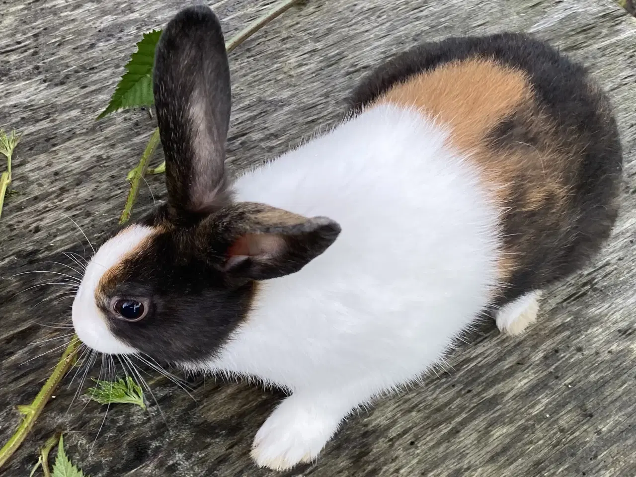 Billede 5 - HOLLÆNDER HAN JAPANER SORT/GUL